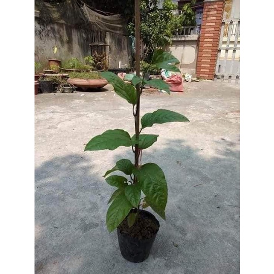 Cây chanh leo tím giống - chanh dây tím-freeship từ 50k