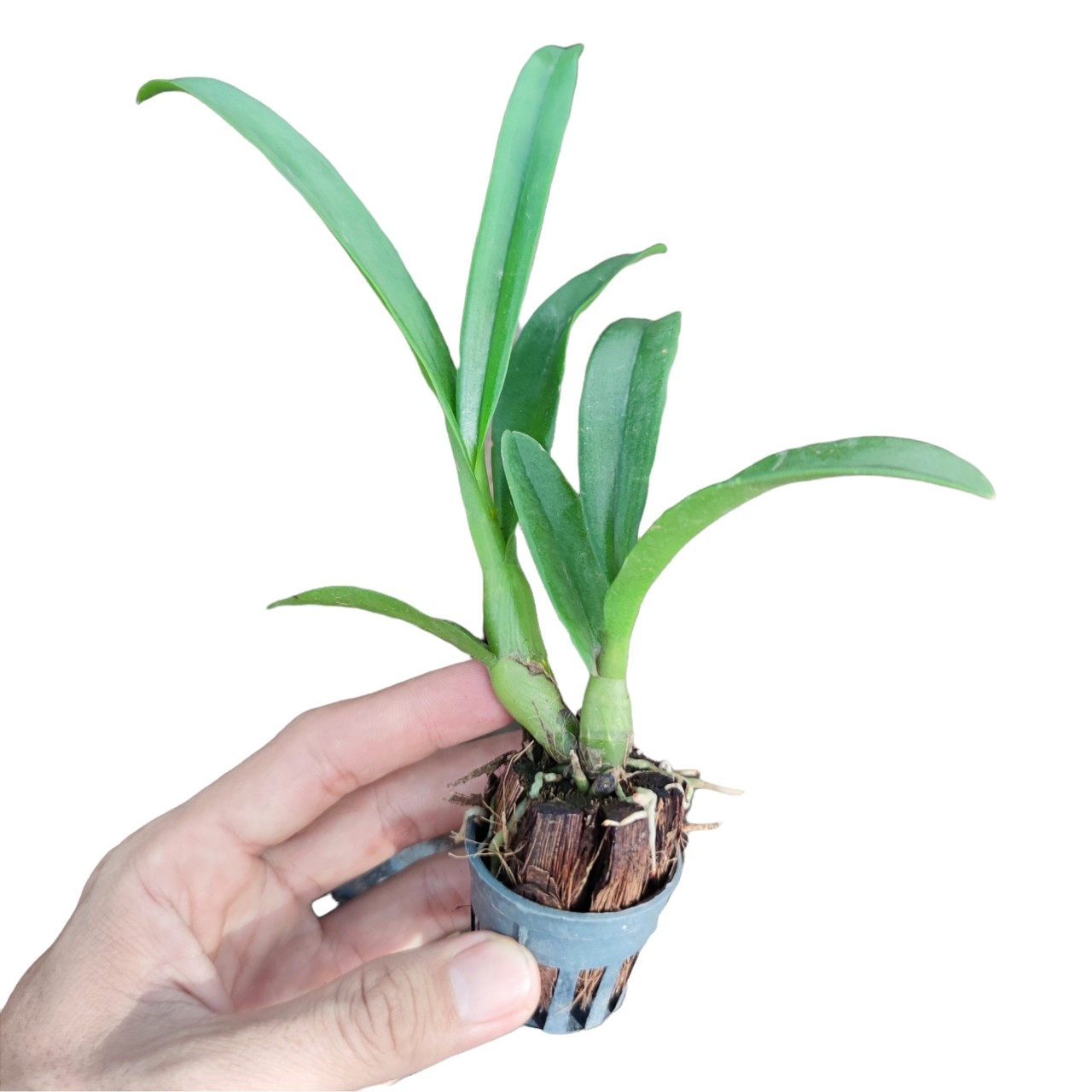 Lan giống Dendro Pensoda cây con từ 10 đến 15cm
