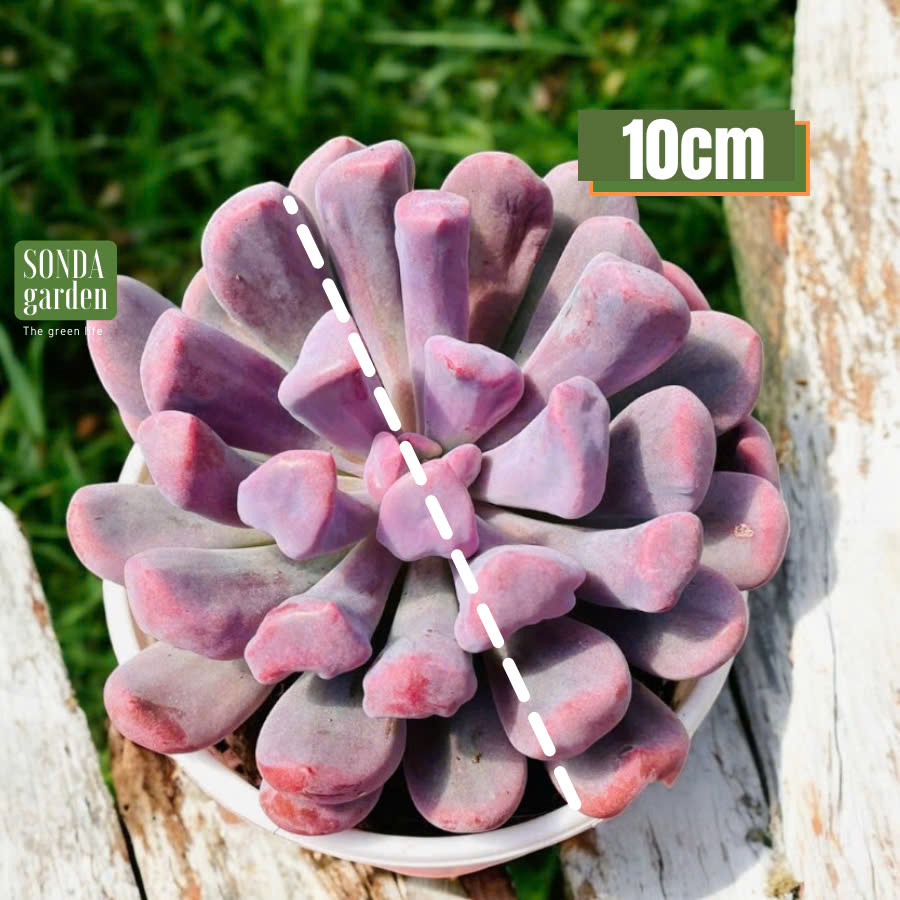 SEN ĐÁ HOA CÚC HỘT SIZE TRUNG BÌNH LỖI 1 ĐỔI 1