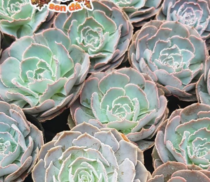SEN ĐÁ BẮP CẢI LIGHT PURPLE ĐÀ LẠT