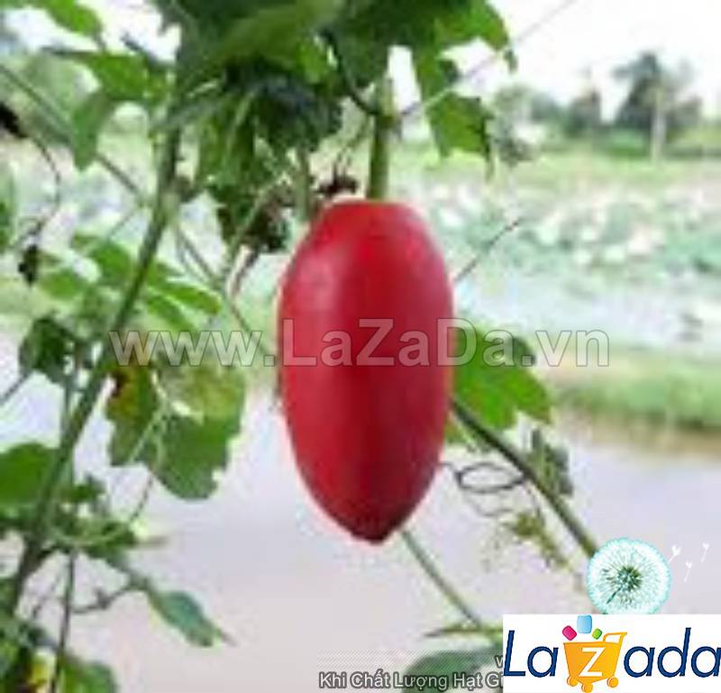 SỈ- Hạt Giống Cây Bình Bát Dây Dây Bát Mãng Bát (50Hạt)