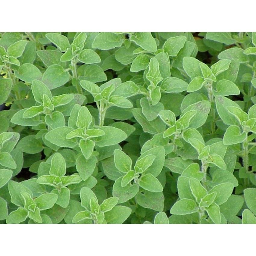 Hạt giống oregano Ý
