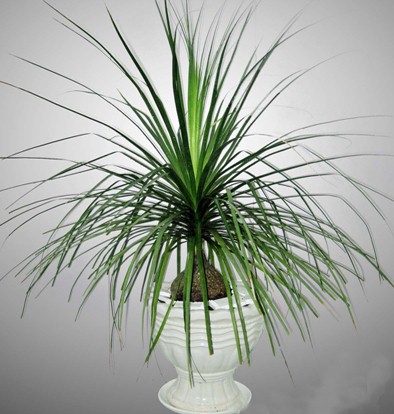 [Cây phong thủy] Lan Bình Rượu (náng đế) - Beaucarnea recurvata - Thegioiraumam