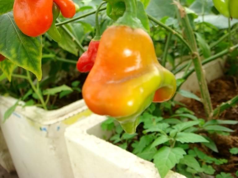 Hạt giống ớt chuông gió ( ớt hoa hồng ) 20 hạt/gói