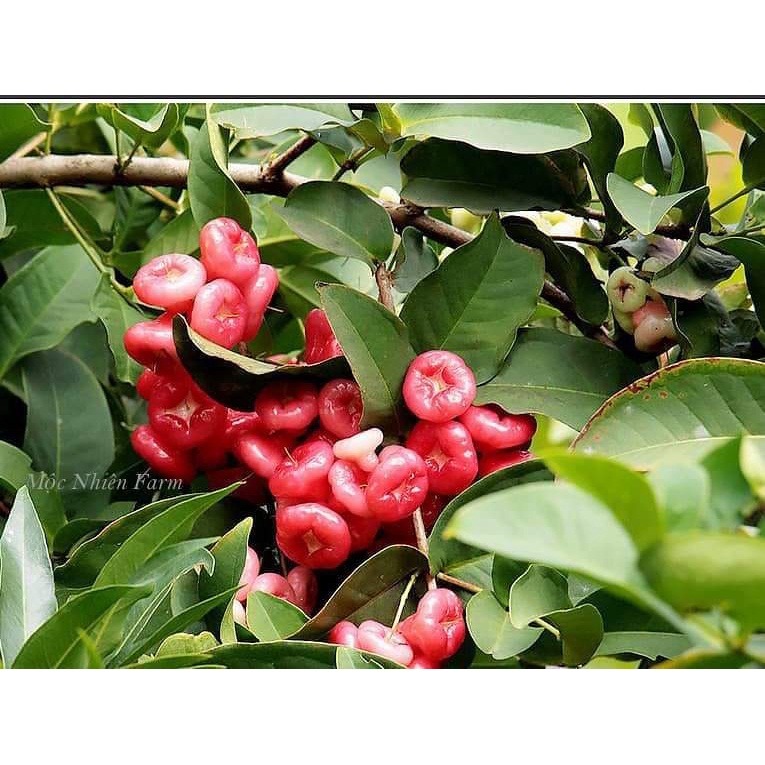 Giống Cây Mận Hoàng Yến (cây ghép - trồng chậu được)