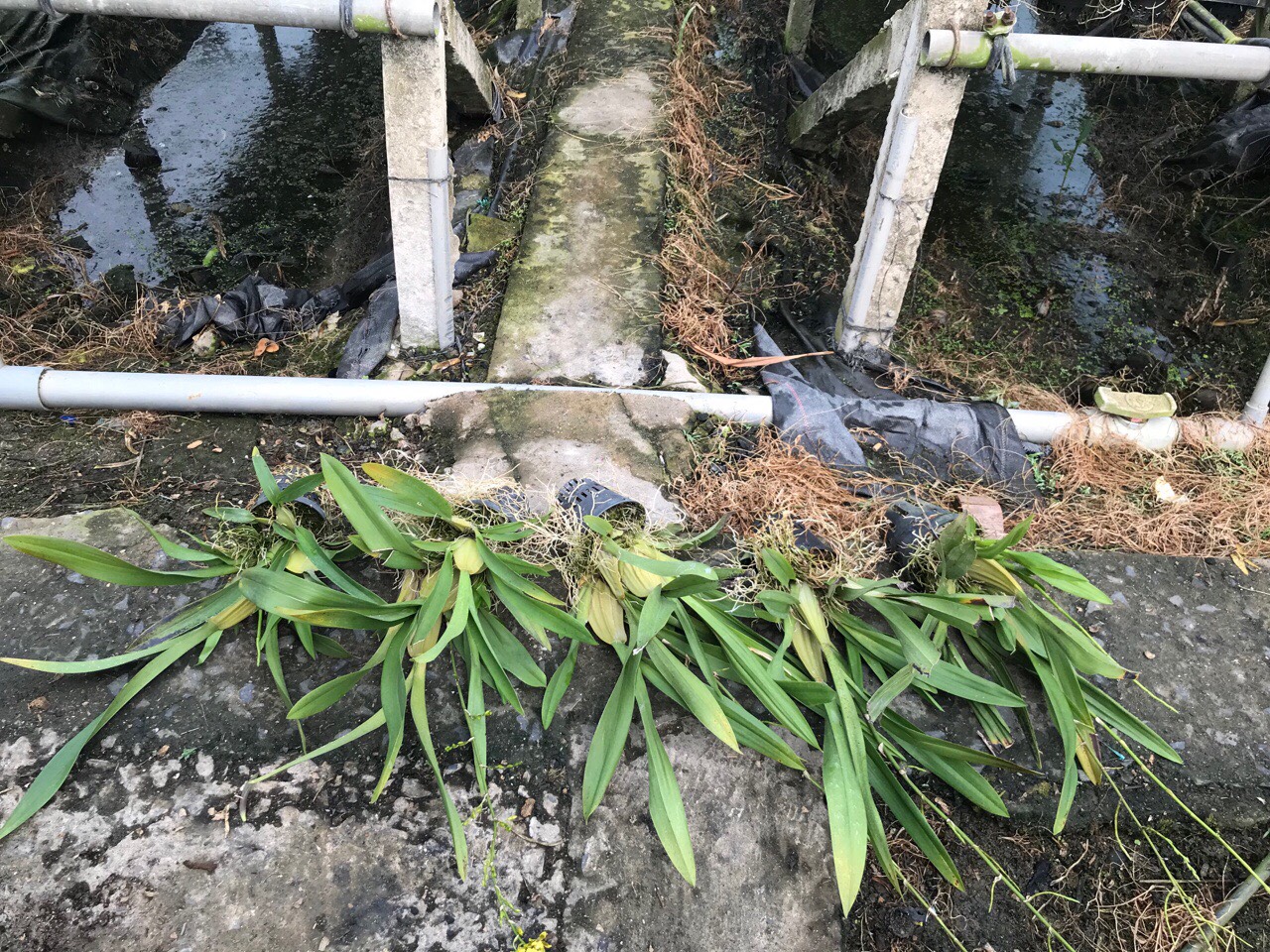 Hoa lan vũ nữ mật ngọt