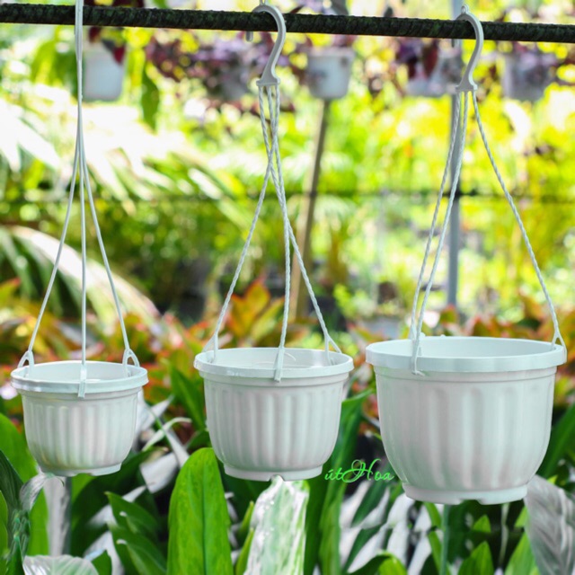 Chậu Treo Trái Bí Mini Trồng Sen Đá, Hoa Kiểng (Kèm Dây Treo)