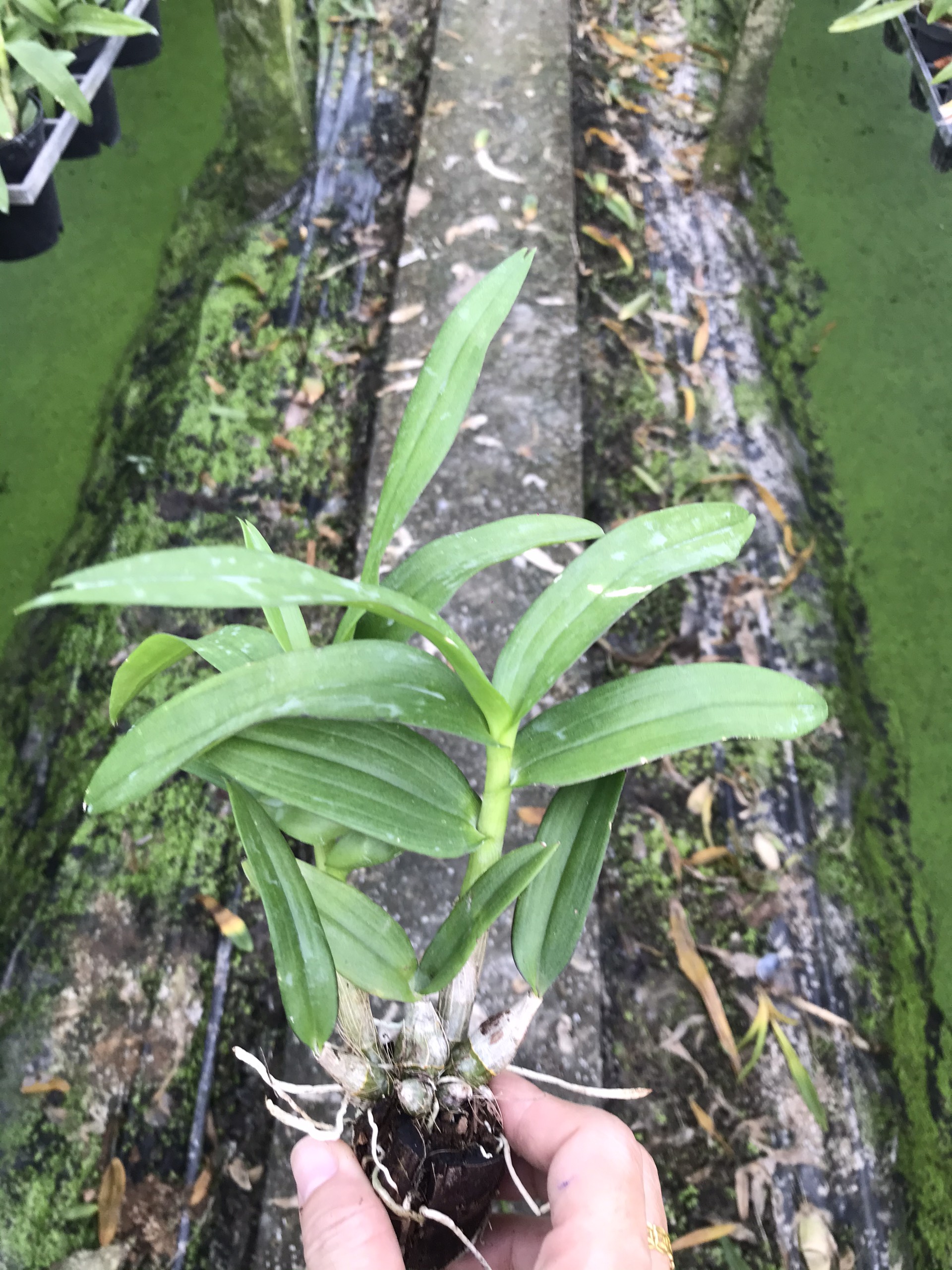 Mini Yaya cây giống