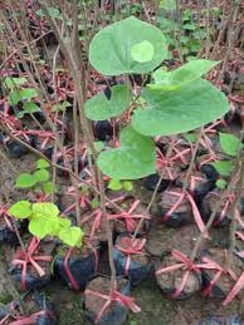 Cây Hoa Hạnh Phúc- cây gửi đi nguyên bầu