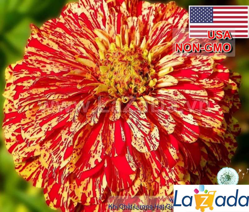 50h Hạt Giống Hoa Cúc Lá Nhám CandyStripe (C4.200| -KD: B41*V73*M165)