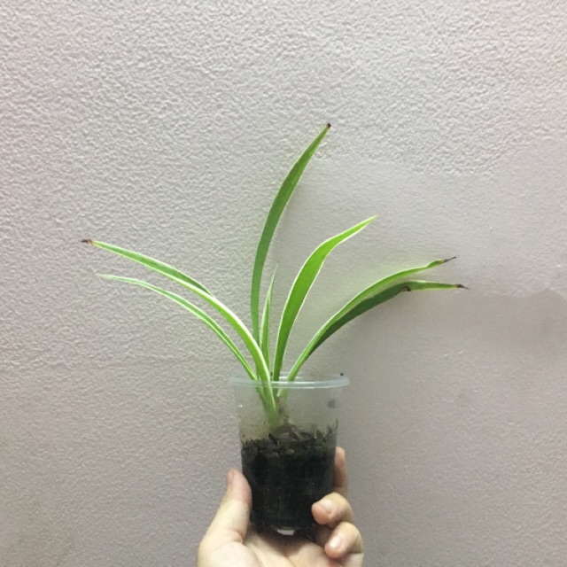 Cây Giống Cỏ Lan Chi (combo5 cây )