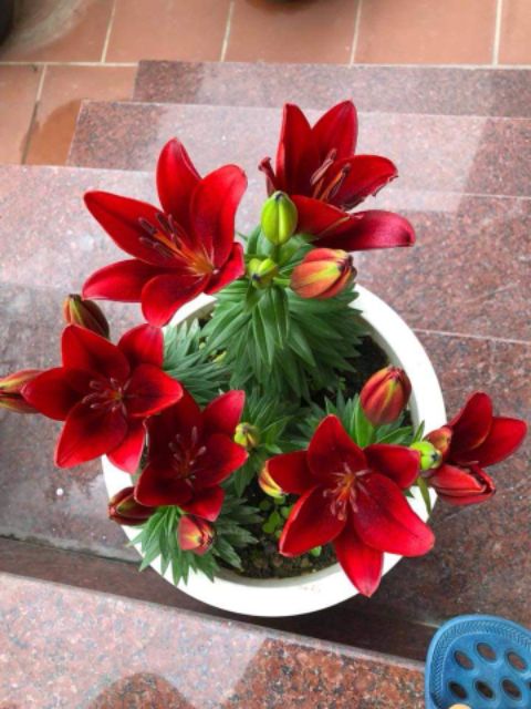 Combo 5 củ hoa ly lùn đỏ siêu đẹp
