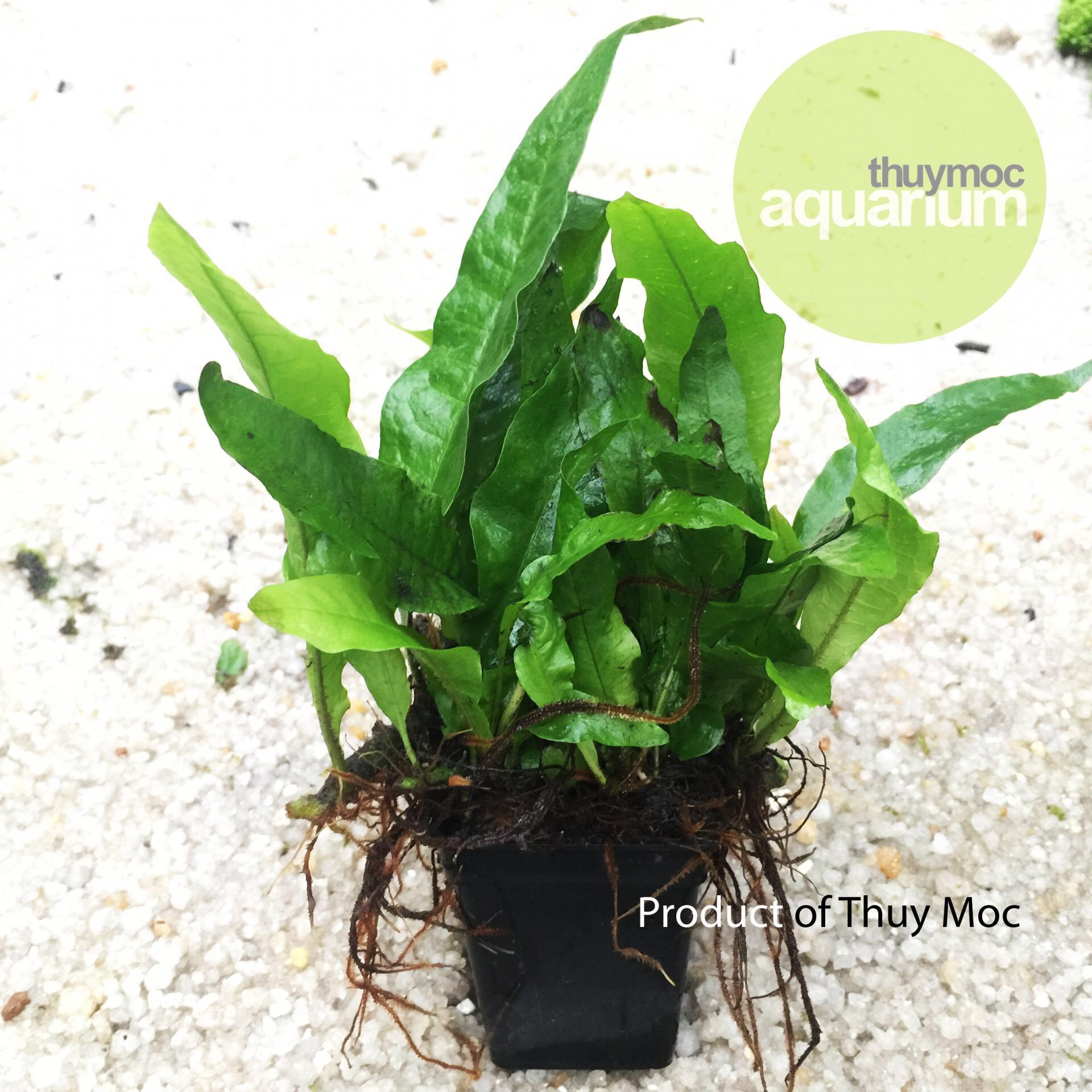 Dương xỉ java mini thuỷ mộc - cây thuỷ sinh lá nhỏ siêu đẹp cho bể thuỷ sinh, bể cá, bể bán cạn