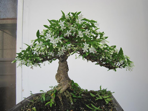 CHẬU CÂY MAI CHIẾU THỦY (MAI TRẤN THỦY, MAI TRÚC THỦY ) - cây 1 thân thẳng dẹp