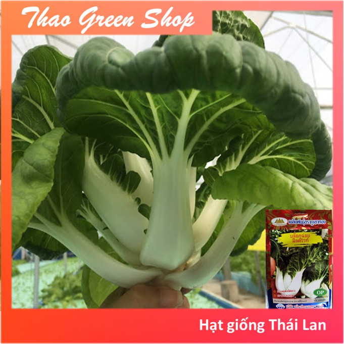 500 HẠT GIỐNG CẢI SHIRO THÁI LAN