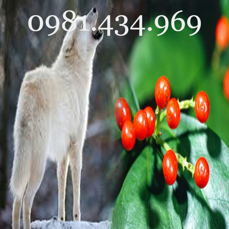 Cây Sói Rừng Khô 01KG Chất Lượng Cao Chất