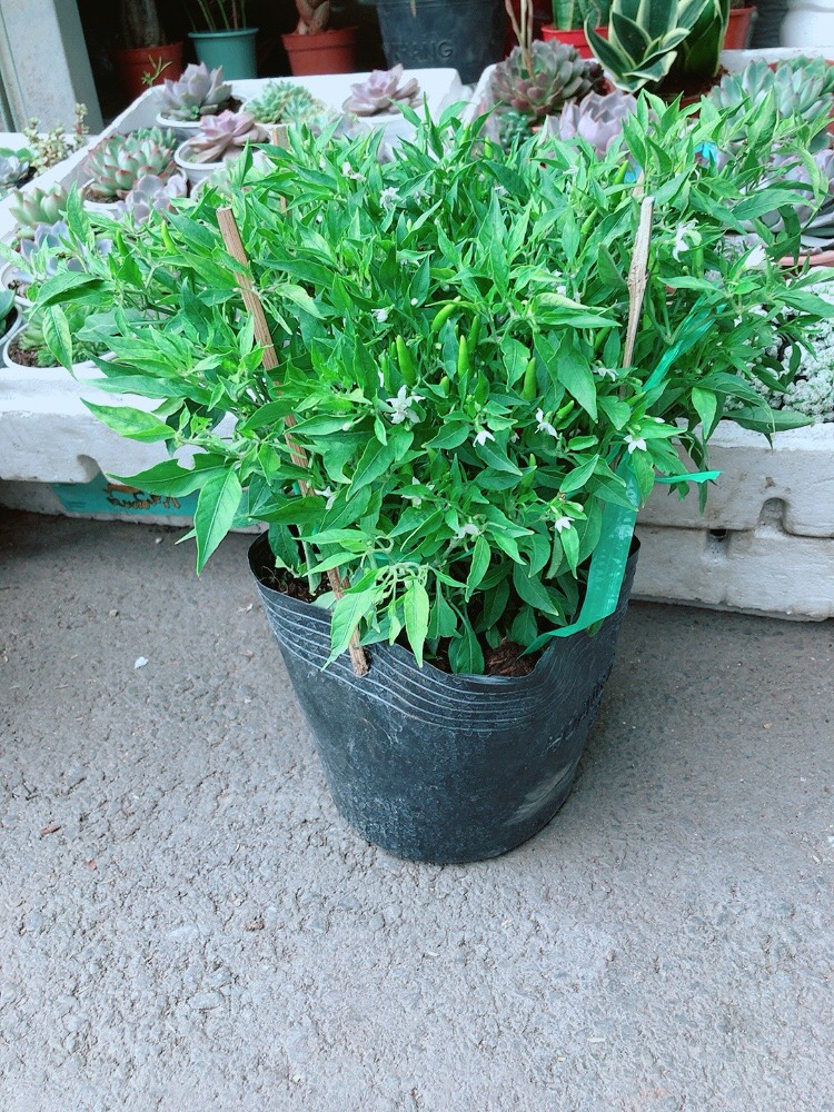 [HCM]Cây Ớt Hiểm