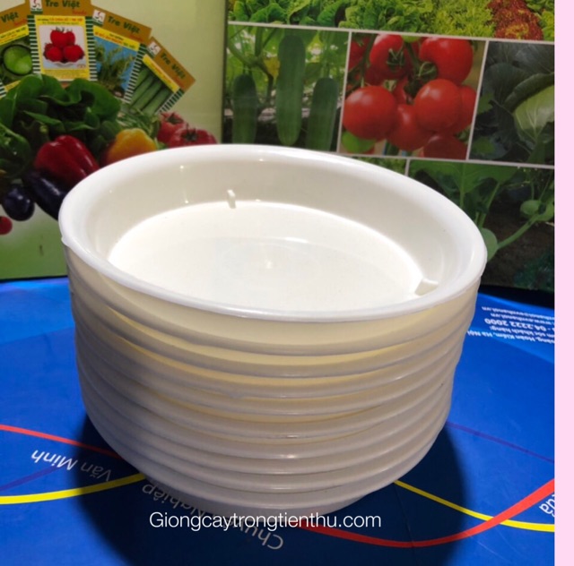 10 ĐĨA LÓT CHẬU CÂY CẢNH PHI 12