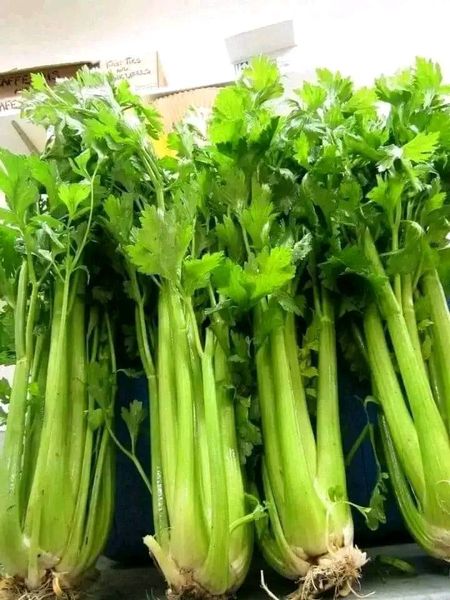 Hạt giống cần tây bẹ lớn ( cần tây khổng lồ) 5gr