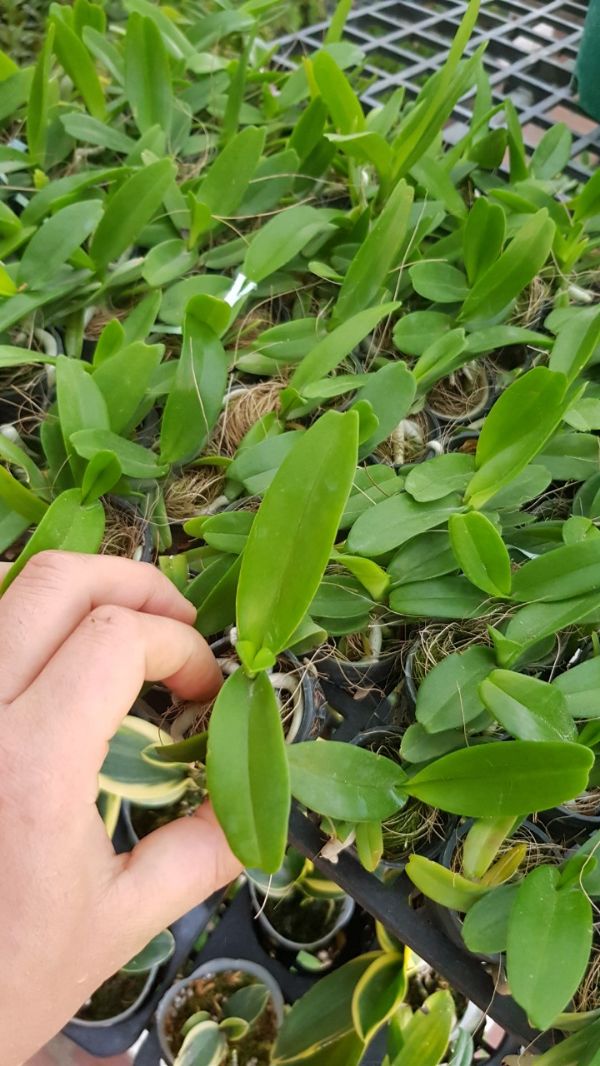 [Siêu Sale] hoa lan hoàng nhạn thái 4n