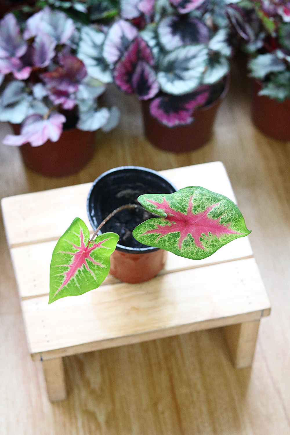 Chậu cây Caladium Biocolor - Môn 2 màu (Môn Biocolor)