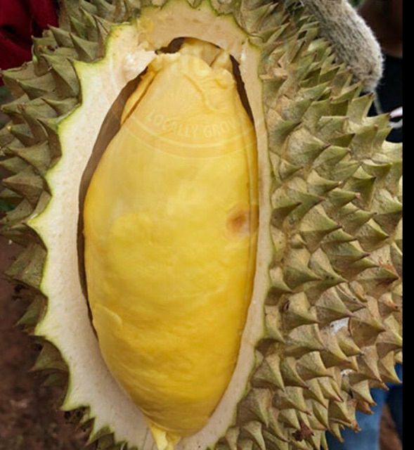 CÂY SẦU RIÊNG thái monthon (chuẩn giống)