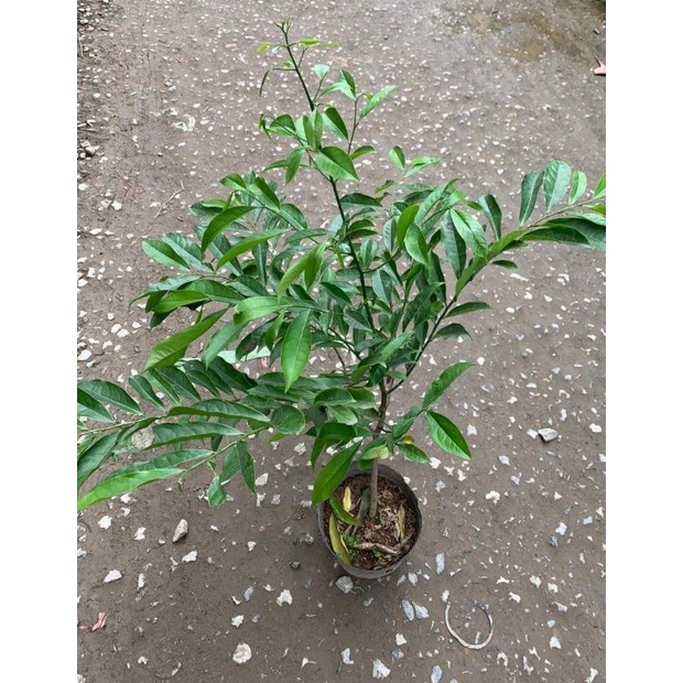 CÂY HOA DẺ VÀNG, HOA THƠM, CÂY CAO 80cm- 1M