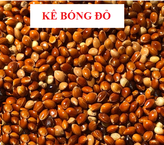 1KG HẠT KÊ BÓNG ĐỎ (KÊ ĐỎ HẠT TO) CHO CHIM CẢNH