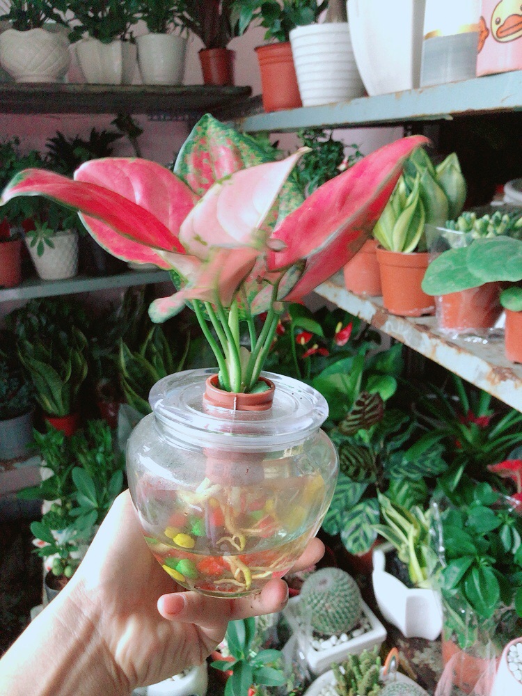 [HCM]Chậu Cây Vạn Lộc Thuỷ Sinh(kèm chậu thuỷ tinh)