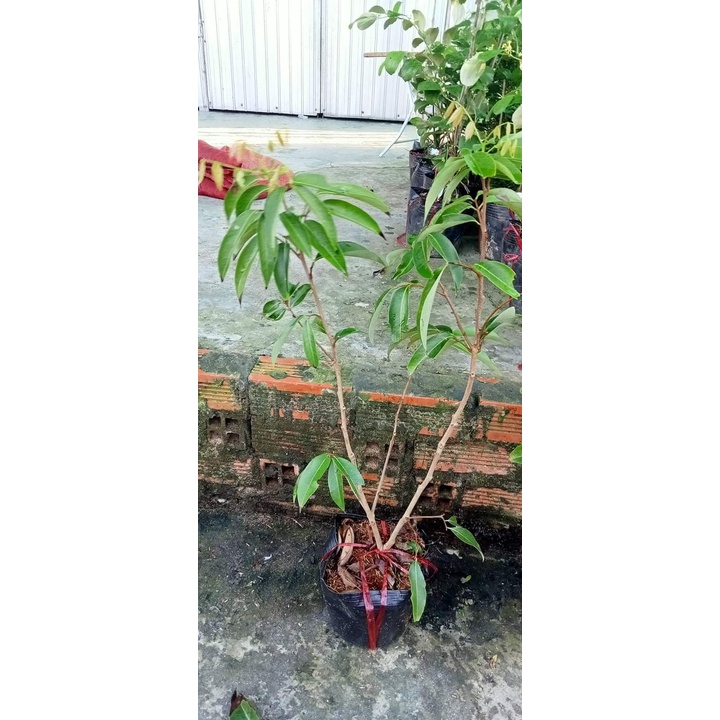 CÂY GIỐNG VẢI KHÔNG HẠT ( CHUẨN GIỐNG - SIÊU TRÁI )