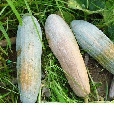 10 Hạt giống bí đỏ dài bí sáp