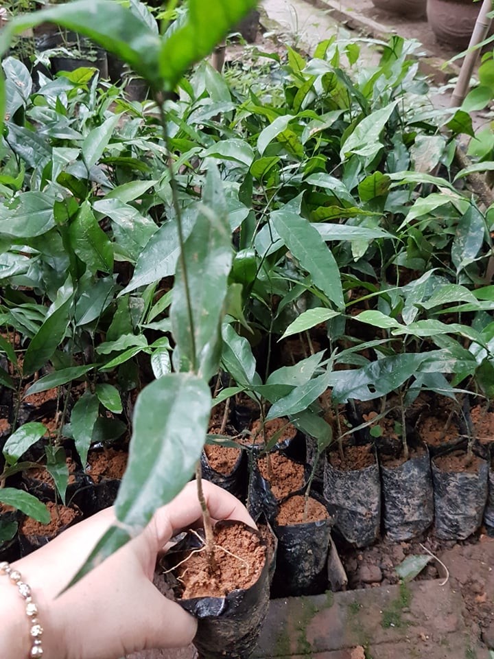 Set 2 cây rau sắng rừng