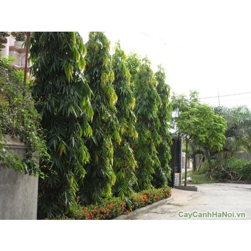 CÂY GIỐNG CÂY  TÙNG ẤN ĐỘ (CÂY GIỐNG NGỌC HIẾU)