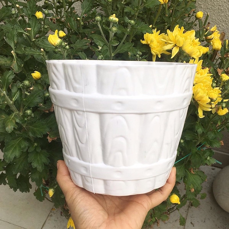 Chậu giả gỗ màu trắng để bàn ( miệng 15cm - cao 20cm)