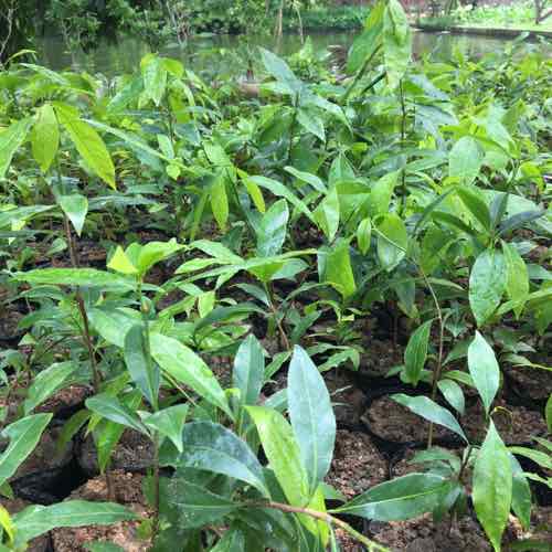 Conbo 3 Cây giống mai vàng Yên Tử