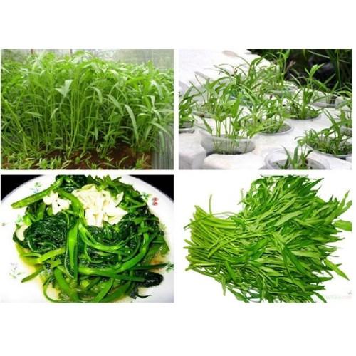 Combo 3 gói hạt giống rau muống cao sản - Tặng gói phân bón