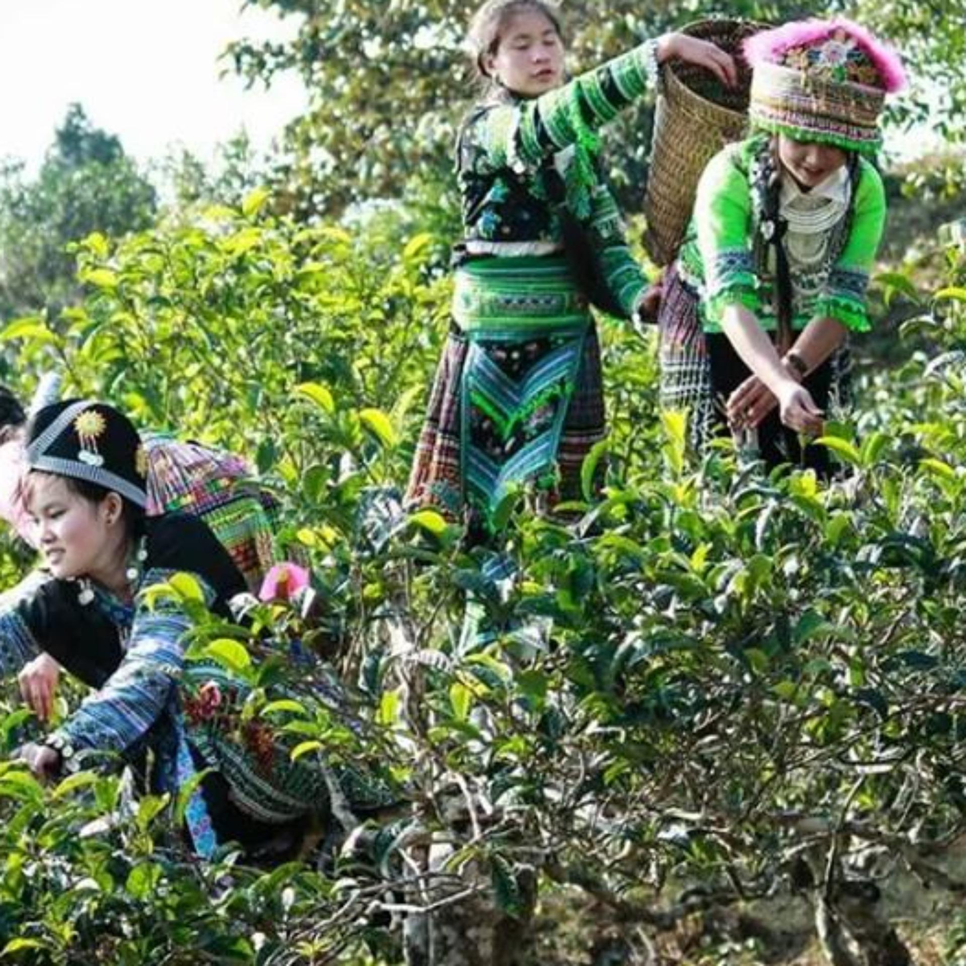 Tuyết Shan Cổ Thụ Trà Giàng B 250g