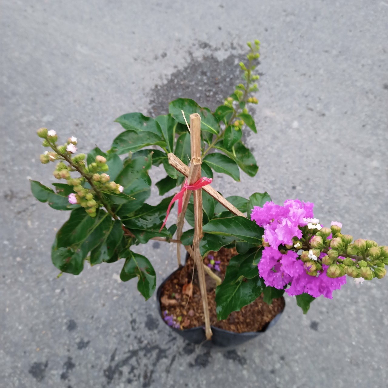 Cây bằng lăng thái trồng chậu C10