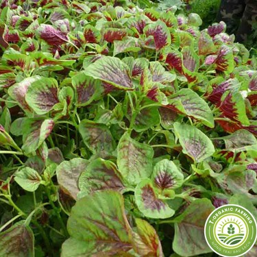 hạt giống rau dền ba màu ( dền khoang)