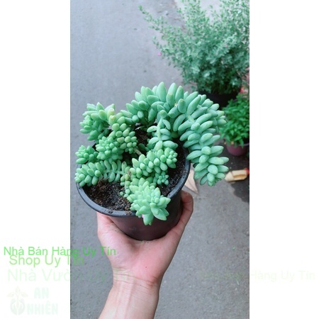 Cây Chuỗi Ngọc