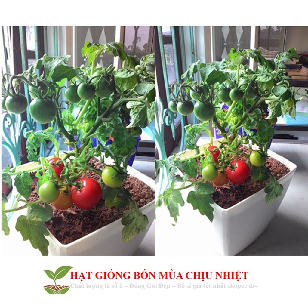 HG12 GÓI 20 HẠT GIỐNG CÀ CHUA BI ĐỎ LÙN ĐẾN MÙA TRỒNG TẾT