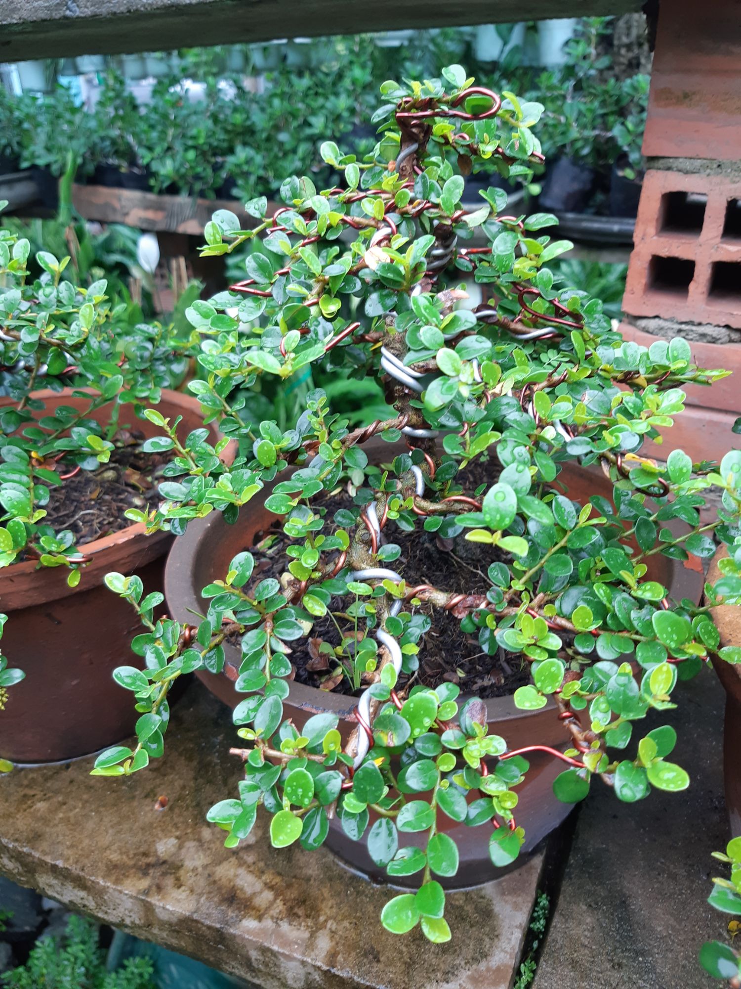 cây sam trái (sam núi) bonsai già
