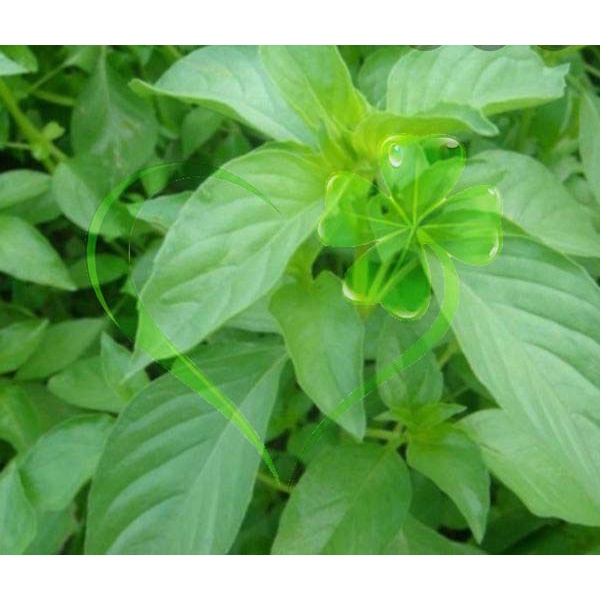 Hạt giống rau húng thơm rau é trắng - gói 2 gram