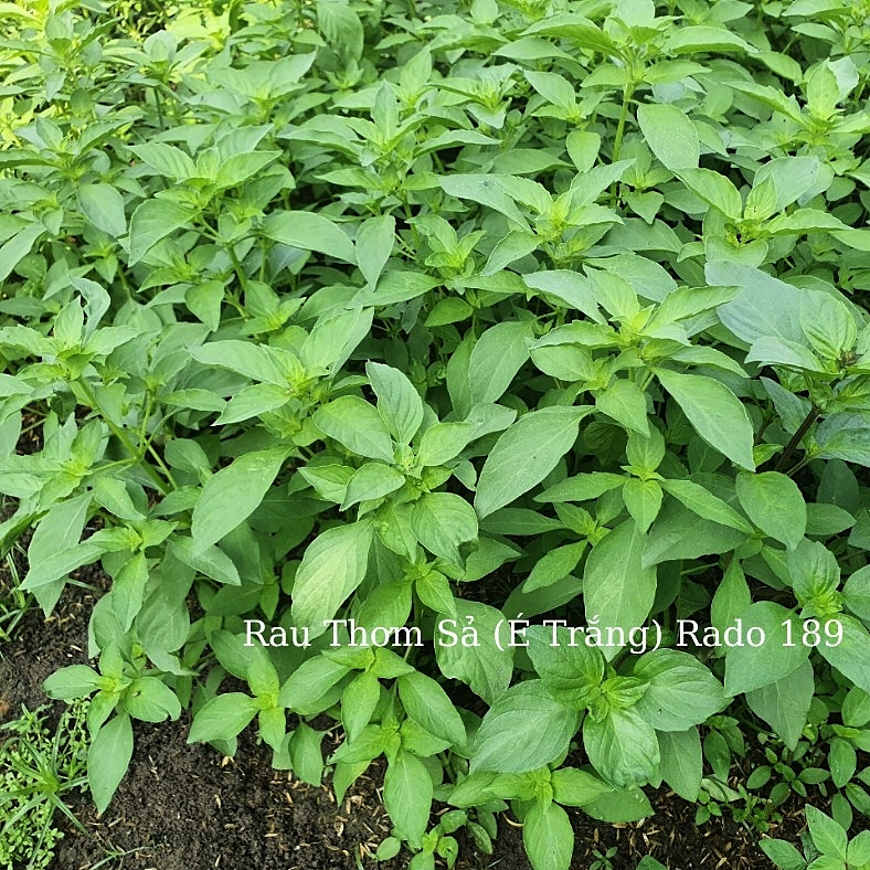 Hạt giống Lá É (RD189) gói 5gr - Rất dễ trồng