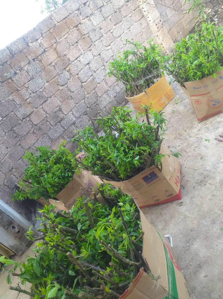 Cây giống mận chiết cành