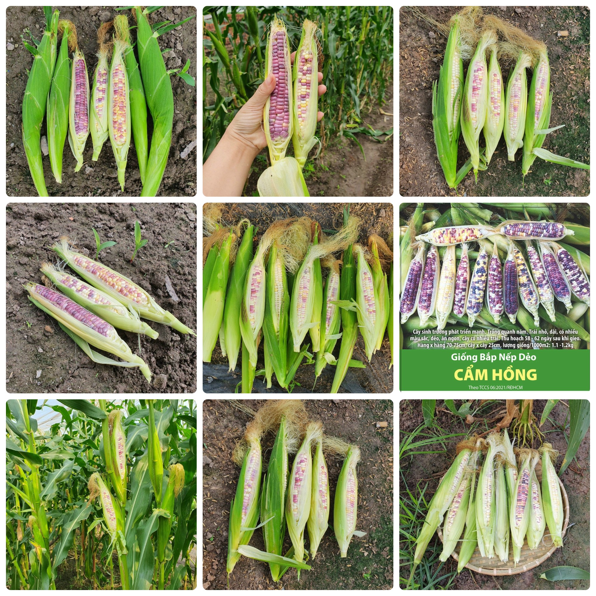 Hạt giống Bắp nếp dẻo Cẩm Hồng gói 5gr