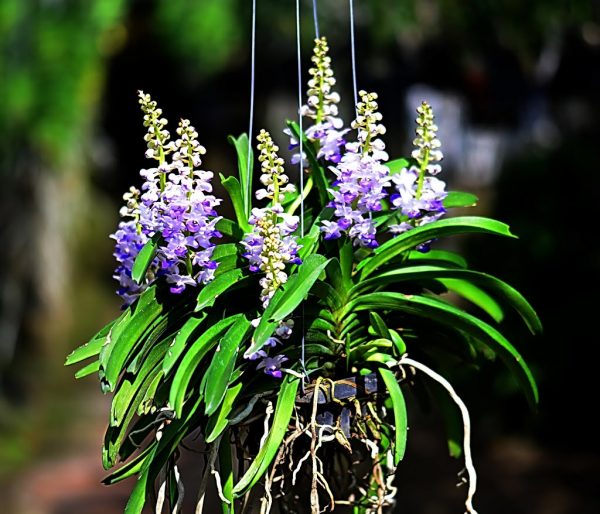 COMBO 02 CÂY Lan rừng HẢI YẾN, hàng chuẩn rừng, hoa cực thơm, cực đẹp - CÂY TO, GIÁ RẺ uy tín chất lượng