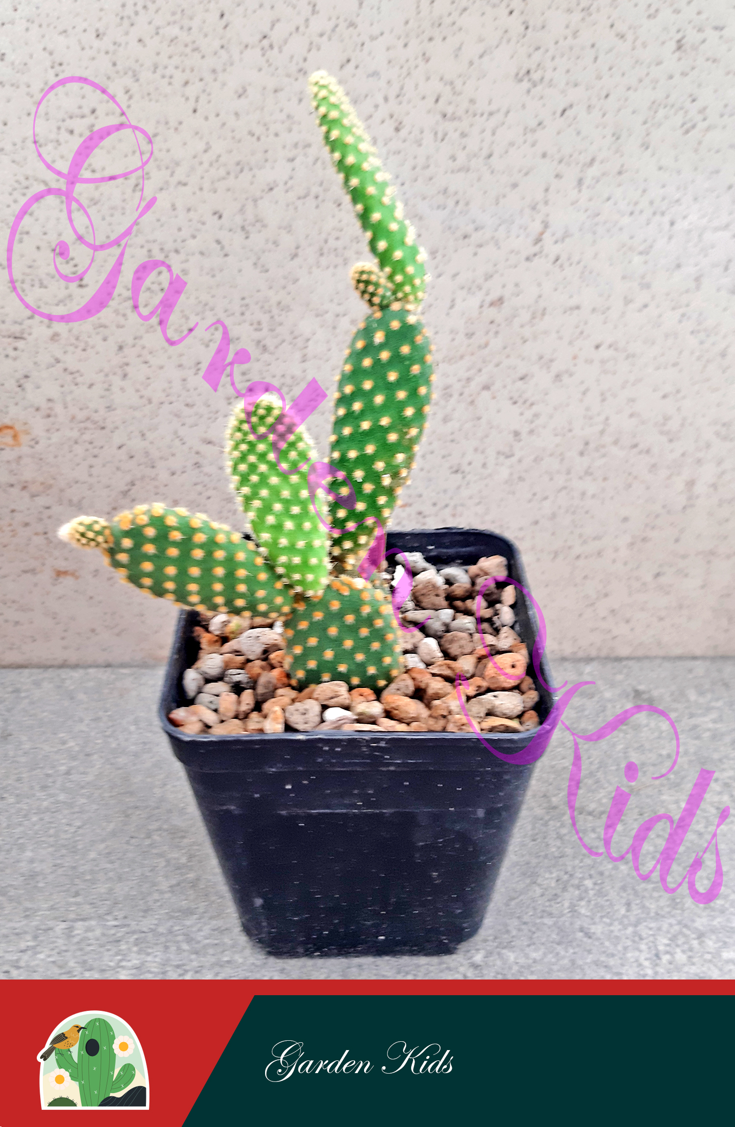 Xương rồng tai thỏ (Opuntia Rufida)
