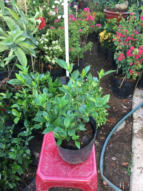 Hoa lài siêu hoa hoa kép(lài tiểu thơ)