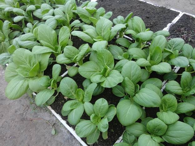 [Seeds] Hạt giống rau cải thìa, đóng gói 20gr (khoảng 4000 hạt)